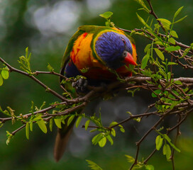 Rainbow lorikeet feeding in a Sydney Park Australia