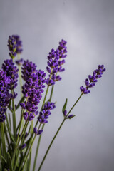 Fresh flowers of lavender bouquet on rustic wooden background