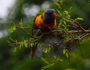 Rainbow lorikeet feeding in a Sydney Park Australia