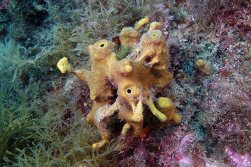 Golden sponge (Aplysina aerophoba) in Mediterranean Sea