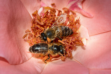 Bee on a pink rose gathering pollen and nectar