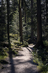 Obraz premium Wandern zur Saußbachklamm im bayerischen Wald