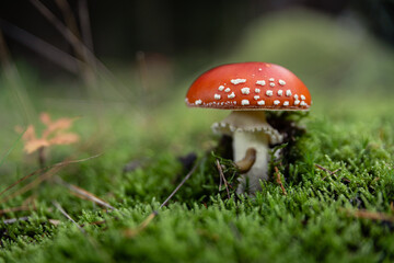 giftiger, aber prachtvoller Fliegenpilz im Wald