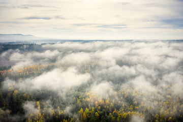 Luftaufnahme vom Herbstwald