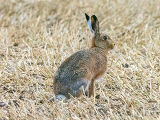Brown Hare in the Lincolnshire Wolds