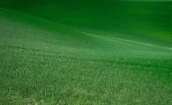 green grass field