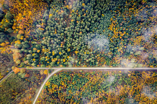 Luftaufnahme vom Herbstwald