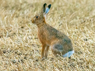 Brown Hare in the Lincolnshire Wolds