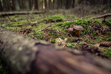Fototapeta premium Erfolg bei der Pilzsuche - Steinpilz im Wald