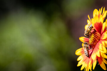 Two working bees on a yellow flower collecting pollen and nectar for the hive