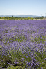 Naklejka na ściany i meble Provence lavender field and mountain 