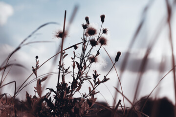 Flowers and grass in autumn, sepia and blue