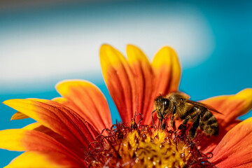 Bee on a orange flower collecting pollen and nectar for the hive blue background