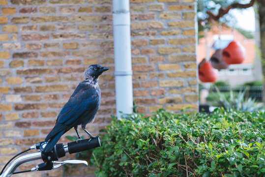 A Crow is sitting on the handlebars of a bicycle somewhere in the built-up area