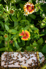 Fototapete bei efototapeten.de bestellen   