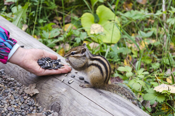 hand feeding Chipmunk seeds in a national Park close up