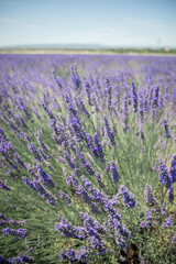 Fototapeta na wymiar Provence lavender field close up and sky