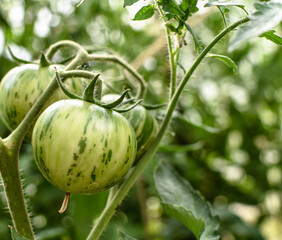 Green tomatoes on a branch in a greenhouse nursery. Leaves in the background. Organic vegetables for a healthy diet.