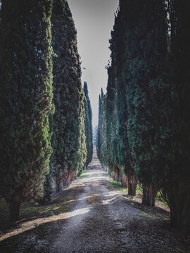 road in the park