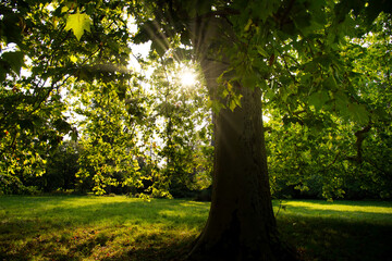 Park von Windeck bei Ottrott im Elsass