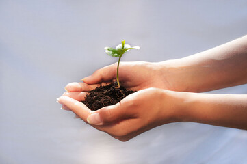 Hands holding sprout with soil on the white background