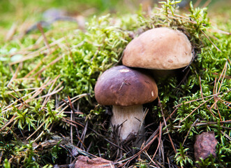 One boletus isolated in dark background with one light from the right. One boletus mushroom isolated in dark, autumn forest.
