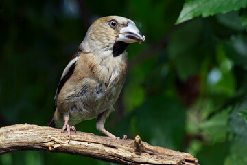 Juveniler Kernbei&szlig;er im Baum