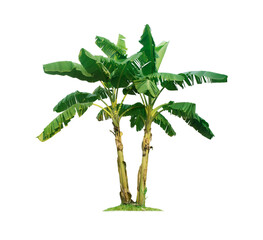 Banana tree isolated on white background with clipping paths for garden design