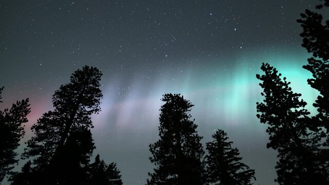 Aurora Colorful Over Pine Tree Silhouettes Loop