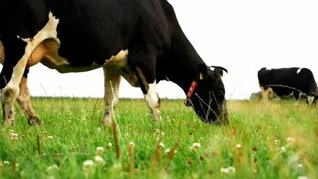 Cow grazing grass in a dutch meadow