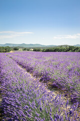 Fototapeta na wymiar Drome Provence sky & mountain & lavender field