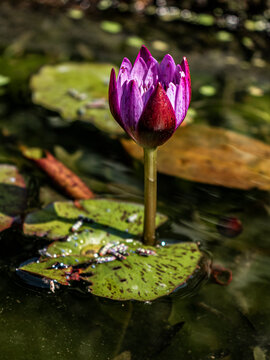 Flor Ninfeia vermelha