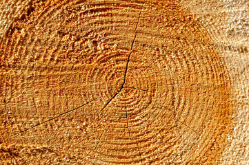 Naklejka premium Pine Saw Cut Wood Background or Texture.