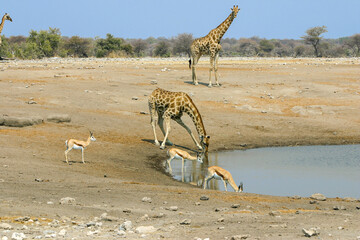 Giraffe, giraffa camelopardalis, drinking at a water hole in Etosha National Park, Namibia