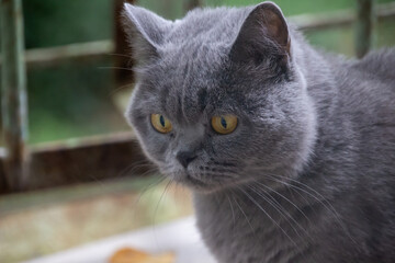 beautiful British gray cat, close-up portrait, large yellow eyes, sad look