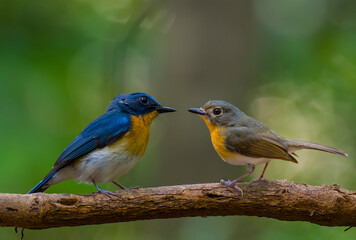 Obraz premium Indochinese Blue Flycatcher male and female on branch in nature.
