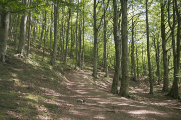 Obraz premium Pathway in the green forest of beeches in Italy