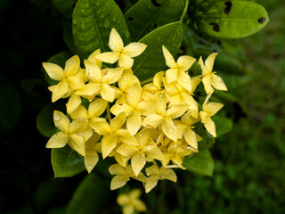 Yellow Ixora, Close-up set of Flower in Nakhon Pathom, Thailand