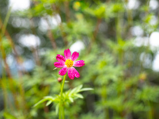 Pink Wild Flower, Close-up set of Flower in Surat Thani, Thailand