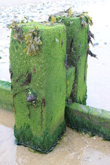 groyne seeweed