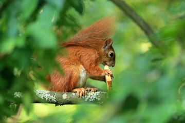 squirrel on the roof of the house