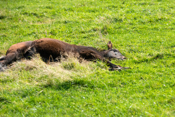 A foal is sleeping on the grass on a field on a summer day