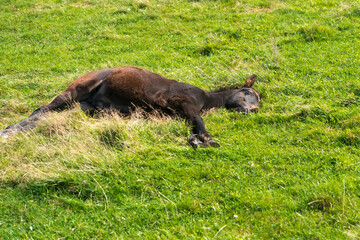 A foal is sleeping on the grass on a field on a summer day