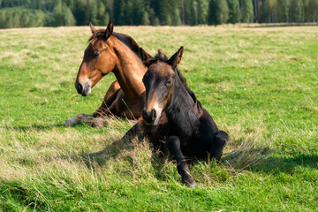Horses resting in the meadow on a summer day
