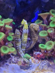 coral reef in aquarium