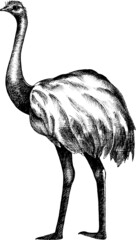 Monochrome vector drawing of an ostrich.