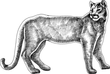 Hand drawn monochrome vector puma illustration.