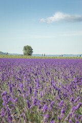 Fototapeta na wymiar Provence Drome lavender field with tree and sky