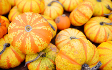 Fresh healthy bio pumpkins lying on the ground on farmer agricultural market at autumn.