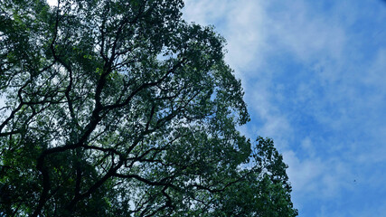 見上げた空と木